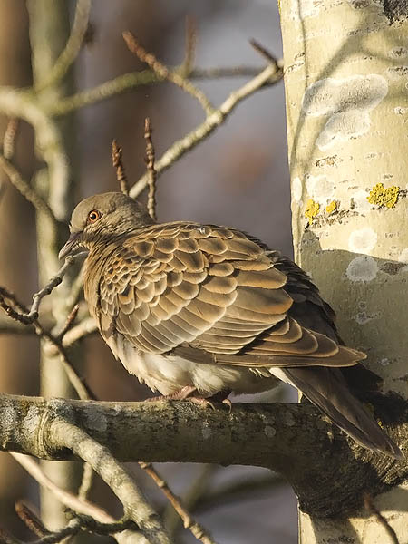 Idänturturikyyhky, Oriental Turtle Dove, Streptopelia orientalis